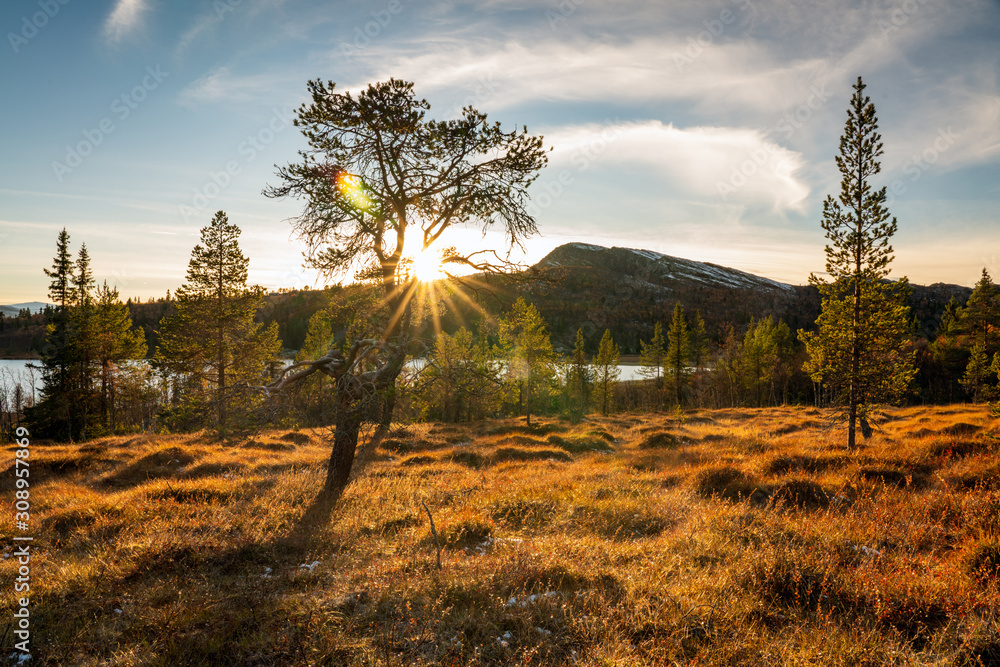 Obraz premium Sunrays shines through tree near mountain lake and forest during sunset hours. Outdoors and wilderness concept.