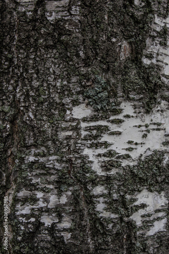 bark of a tree