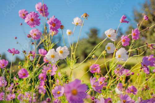 Cosmos flowers under the blue sky in autumn