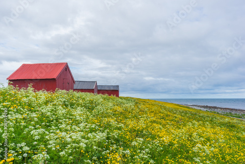 Red sheds on a flower meadow. Yellow flowers and a blue sky with grey clouds. At Lofoten Islands, Norway.