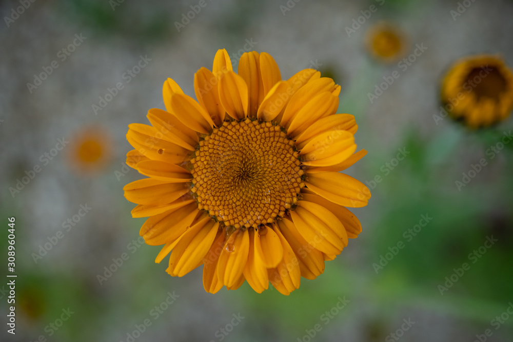 Beautiful orange flower with a green background Beautiful orange flower with a green background