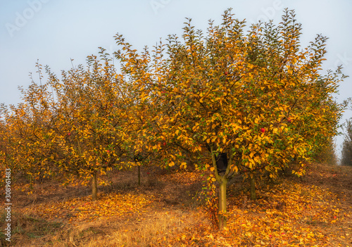 Autumn apple trees before harvest 