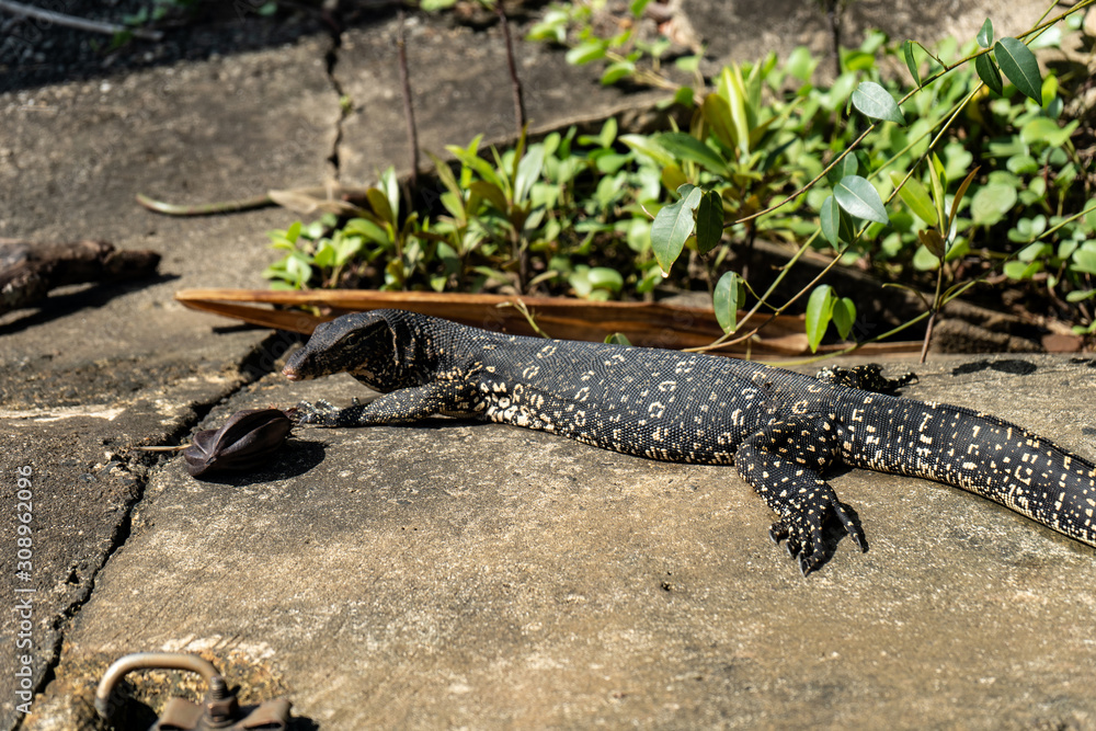 A big lizard sunbathes on a warm stone. A big lizard sunbathes on a warm stone.