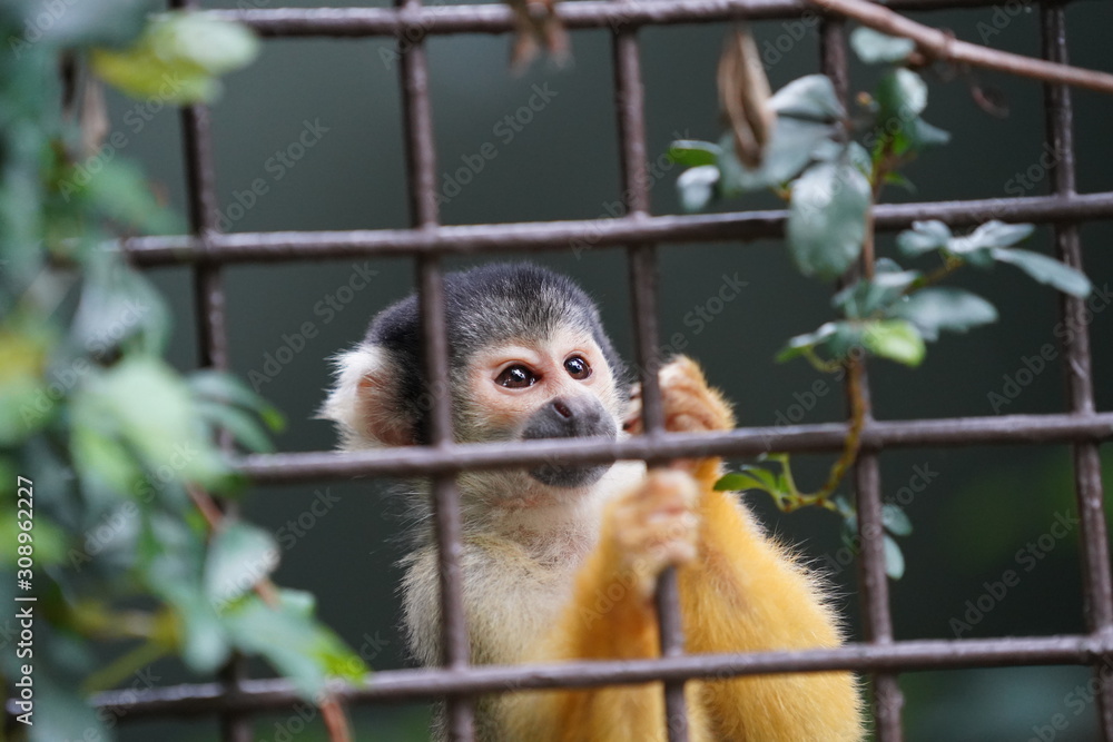 Fototapeta premium Monkey