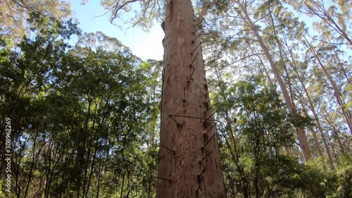 Low angle view of Gloucester Tree in Gloucester National Park of Western Australia at 58 metres in height, it is the world's second tallest fire-lookout tree.  photo