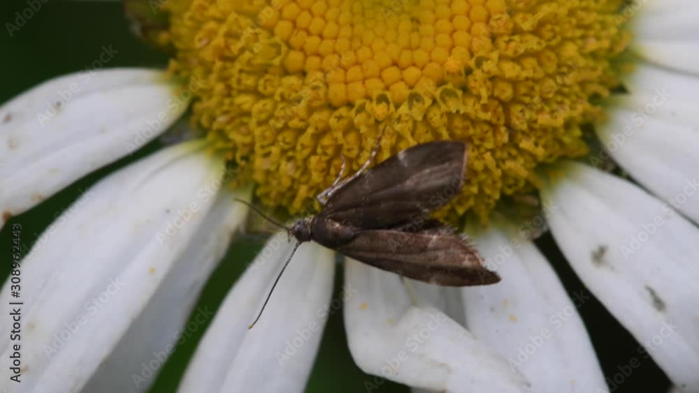 Tiny moth feeding on oxeye daisy Tiny moth feeding on oxeye daisy