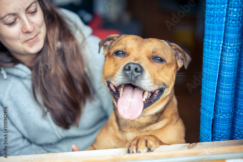 Happy staffordshire bull terrier male in window with happy facial expression and with female owner smiling next to him..Bonding and happy times concept.