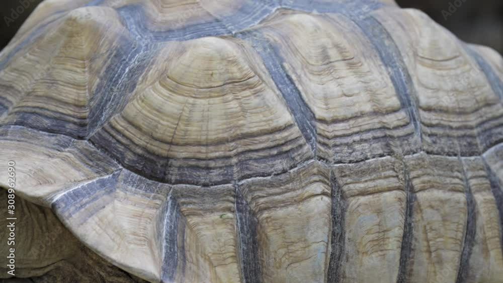 Close Up of African spurred tortoise crawling. It is also called the sulcata tortoise (Centrochelys sulcata) with green mouth by eating vegetable. Close Up of African spurred tortoise crawling. It is also called the sulcata tortoise (Centrochelys sulcata) with green mouth by eating vegetable.