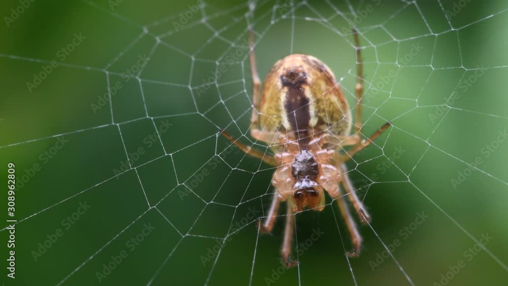 Garden spider on web underside view Garden spider on web underside view