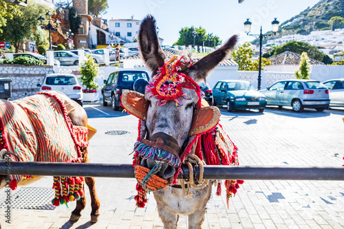 Cuadro en lienzo donkey from Mijas town