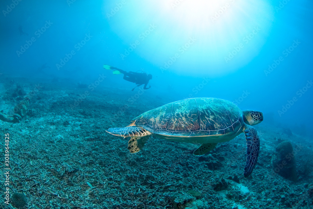 Obraz premium green turtle in clear blue waters with sun rays in front of diver. Hawksbill turtle swim over death of staghorn 