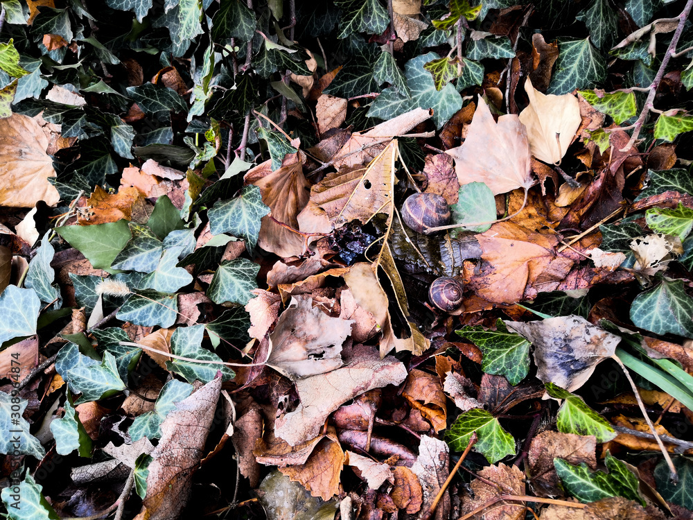Green ivy plant in a forest with yellow fallen leaves. Green ivy plant in a forest with yellow fallen leaves.