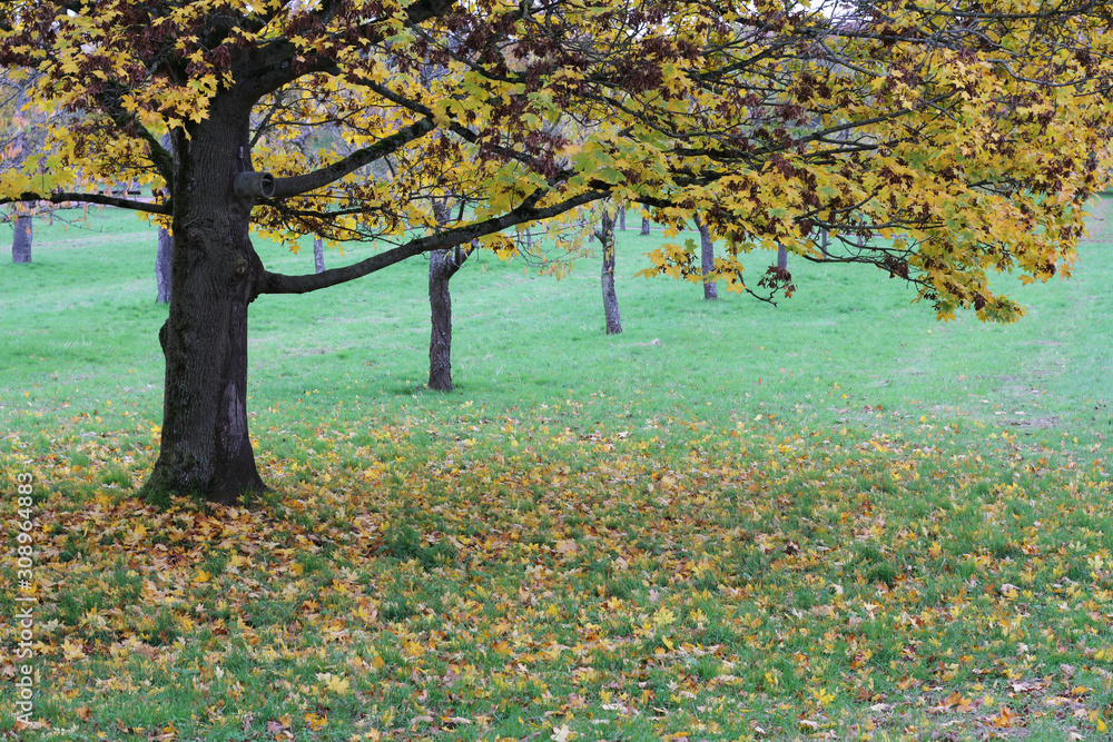 Fototapeta premium Herbst im Park