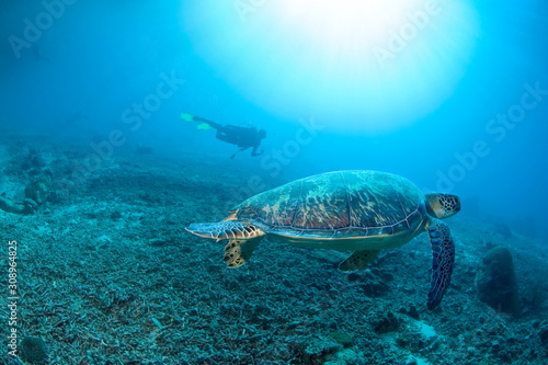green turtle in clear blue waters with sun rays in front of diver. Hawksbill turtle swim over death of staghorn 