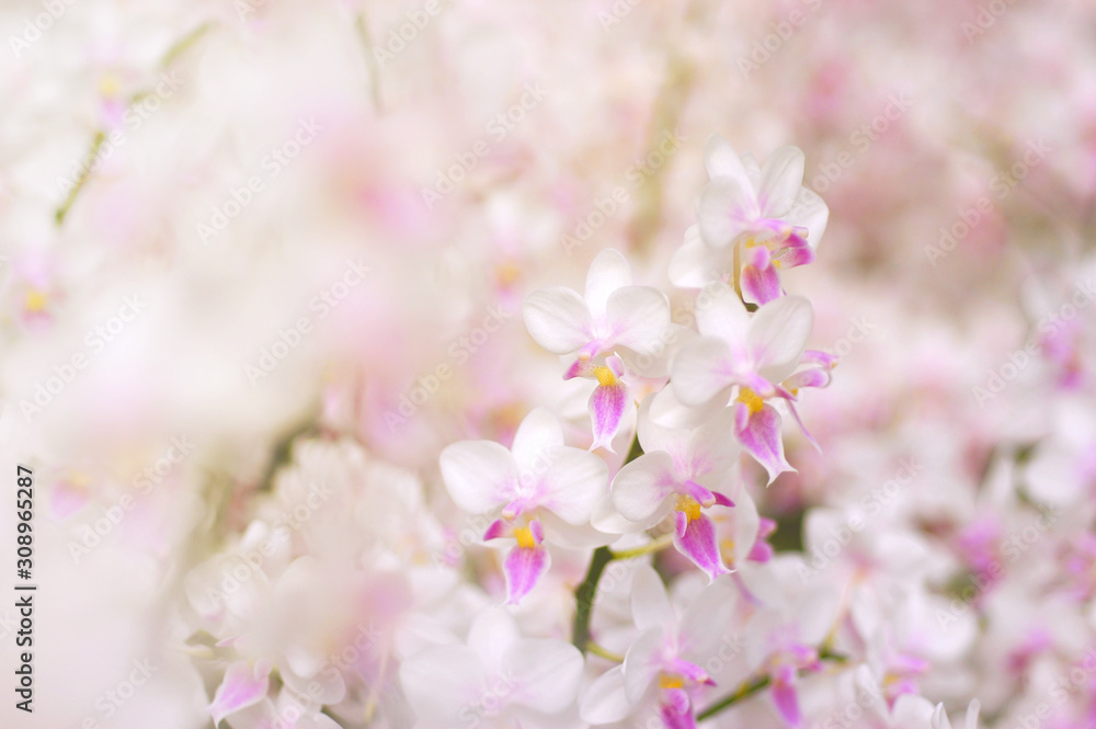 Exotic white and pink orchid flowers on blurred background with soft focus, copy space, use for background Exotic white and pink orchid flowers on blurred background with soft focus, copy space, use for background
