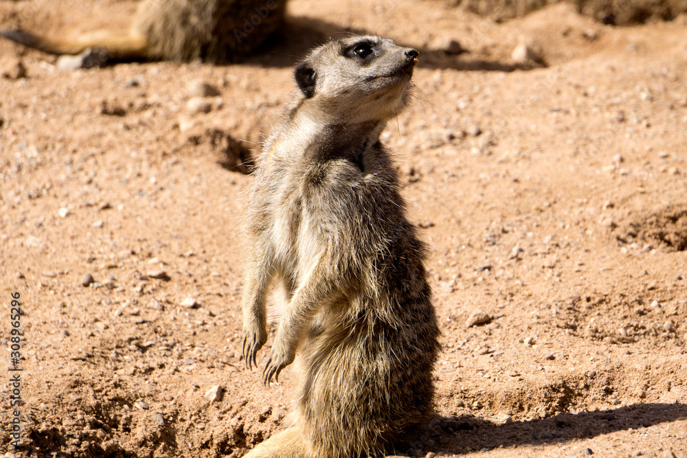 Fototapeta premium A meerkat on watch looking out for danger