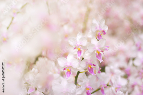 Exotic white and pink orchid flowers on blurred background with soft focus  copy space  use for background