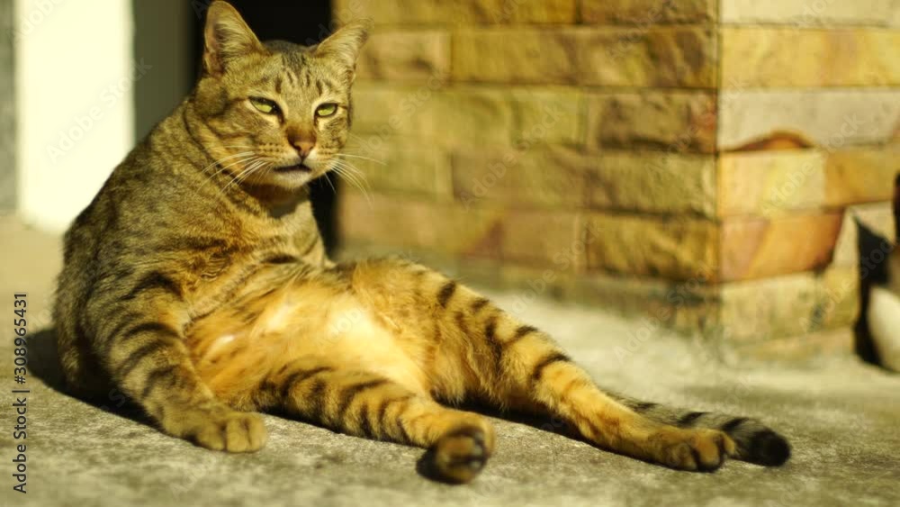 Thai cat sitting on the floor, cat relax in the sun light Thai cat sitting on the floor, cat relax in the sun light