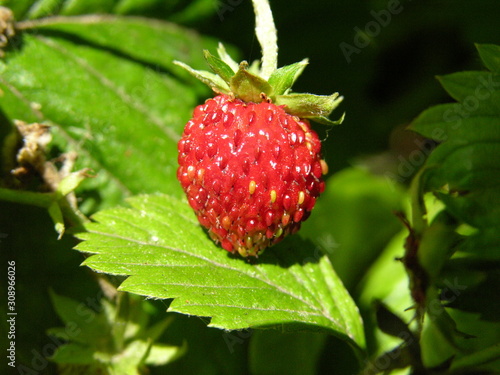 Wild strawberry