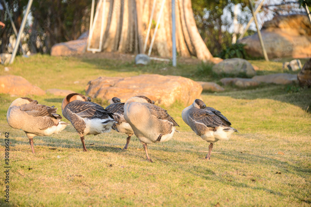 A flock of geese are basking on the grass in winter. Shot in Dengdu Wet Land park, Guzhen town of Zhongshan, Guangdong, China. A flock of geese are basking on the grass in winter. Shot in Dengdu Wet Land park, Guzhen town of Zhongshan, Guangdong, China.