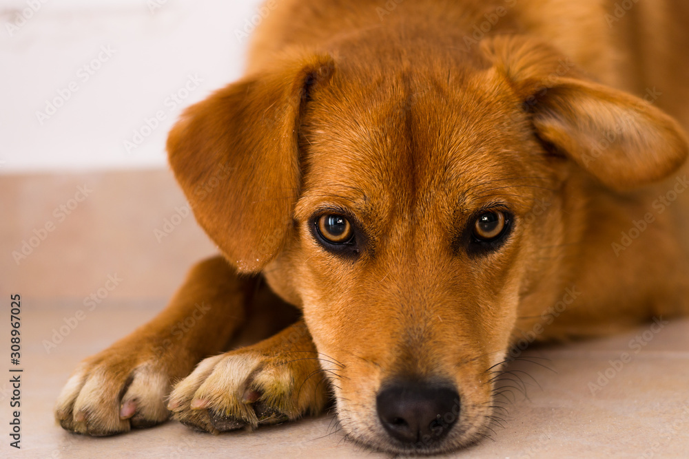 portrait of a dog portrait of a dog