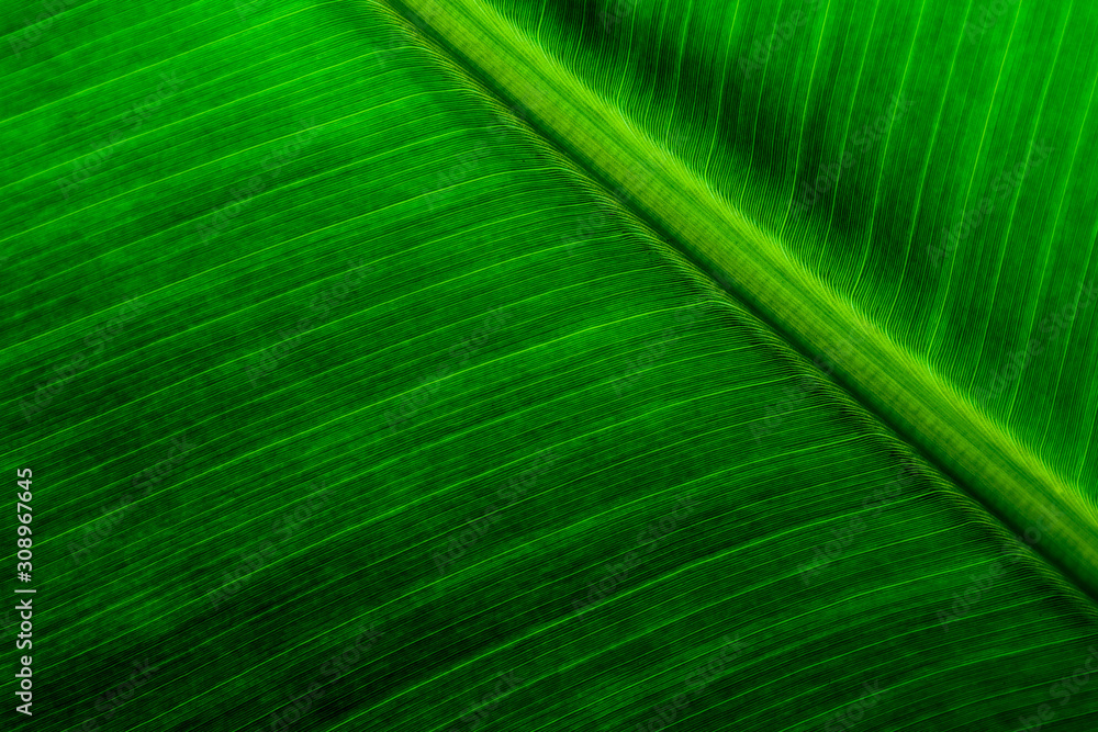 Texture and detail of green banana leaf. Texture and detail of green banana leaf.