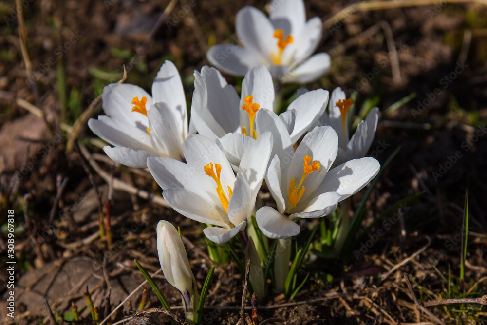 small thin sharp white crocus on the bare dark brown ground in the garden small thin sharp white crocus on the bare dark brown ground in the garden