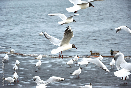 Flying seagulls on a river bank covered in ice in winter