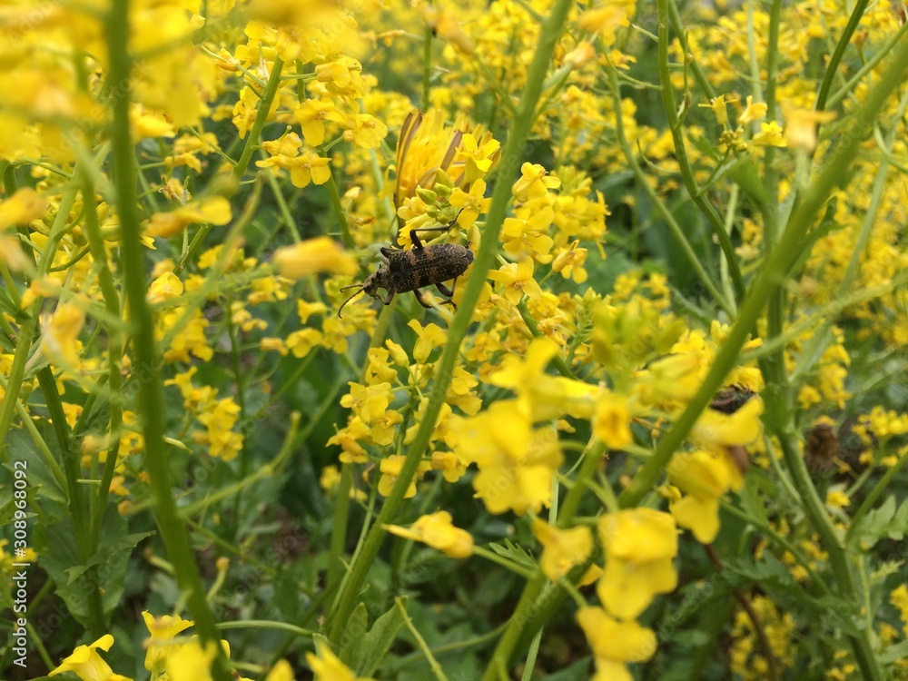 Texture of yellow small inflorescences on green stems of different sharpness and beetle. Mobile photo in natural daylight. Texture of yellow small inflorescences on green stems of different sharpness and beetle. Mobile photo in natural daylight.