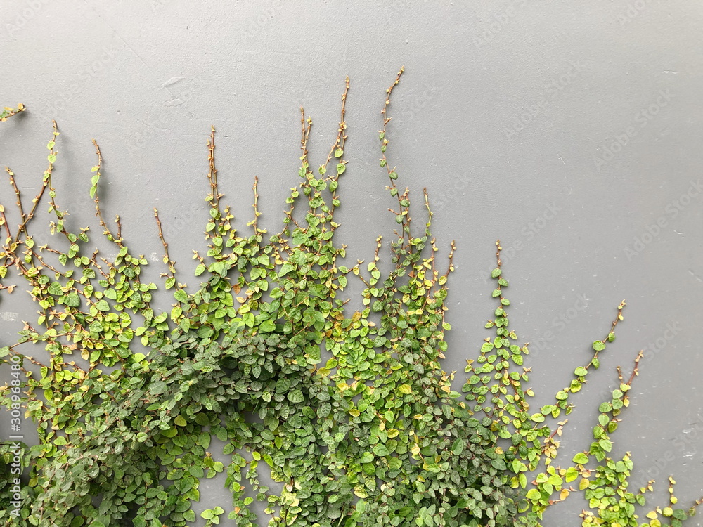Naklejka premium Green Creeper Plant on a Graye Wall Background