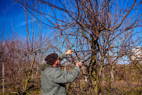 Gardener is cutting branches, pruning fruit trees with long shears in the orchard © Roman_23203