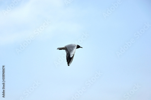 Flying seagull in the sky in winter