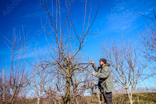 Gardener is cutting branches, pruning fruit trees with pruning shears in the orchard