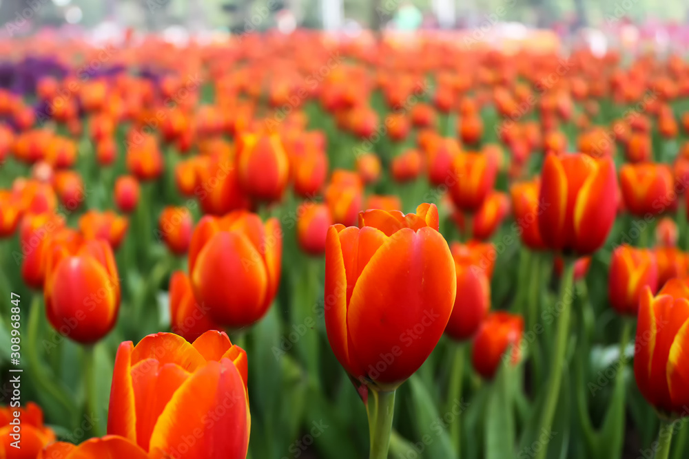 Tulip flowers with a green leaf background in a tulip field in the winter or spring day Tulip flowers with a green leaf background in a tulip field in the winter or spring day