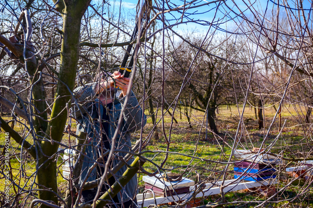 Gardener is cutting branches, pruning fruit trees with long shears in the orchard Gardener is cutting branches, pruning fruit trees with long shears in the orchard