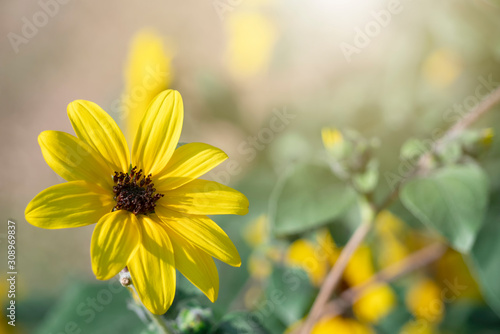 Yellow mexican sunflower bloom in the garden with blur nature background