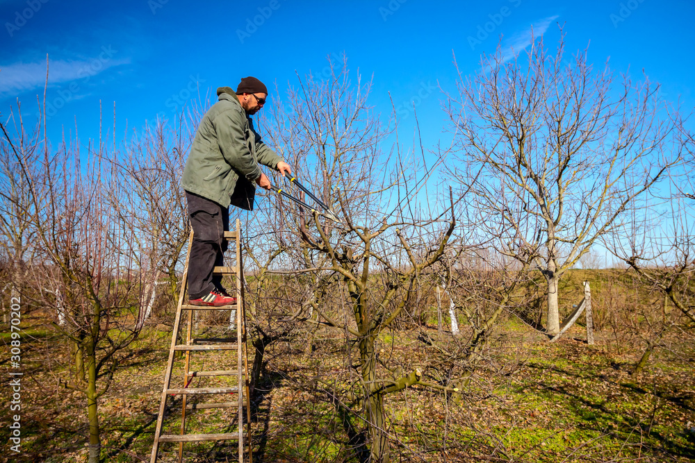 Naklejka premium Gardener is cutting branches, pruning fruit trees with pruning shears in the orchard