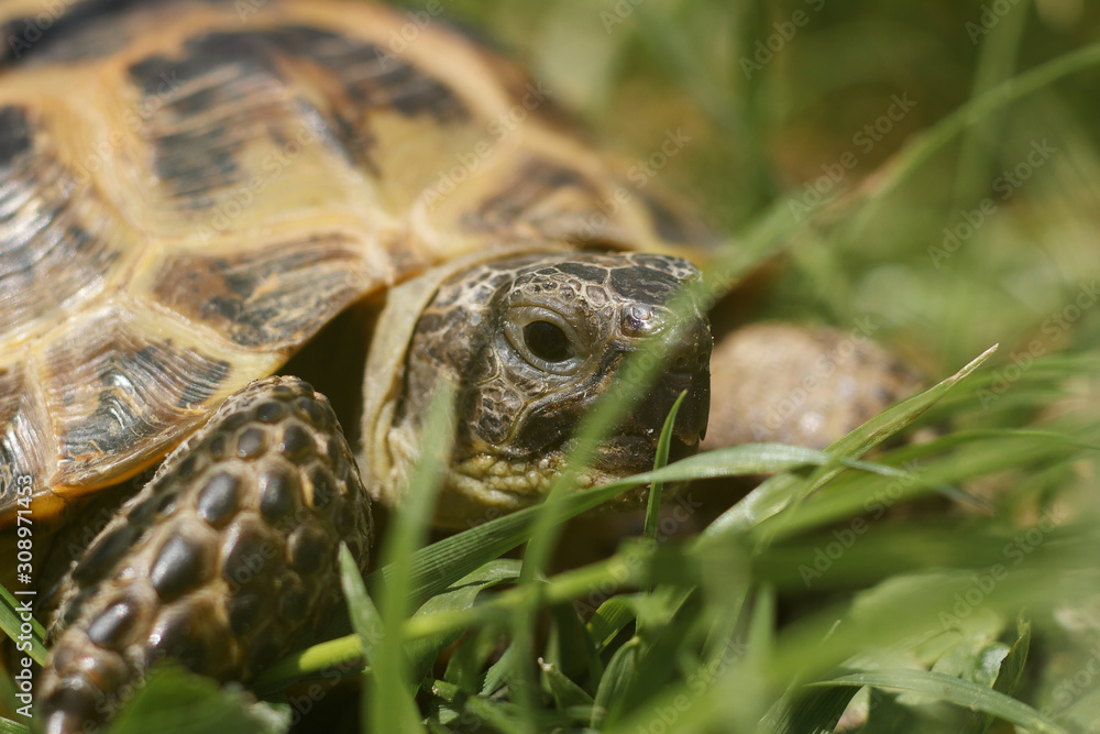 Central Asian tortoise creeping in the green grass. The head of a land tortoise close-up. Macro shot of reptiles. Central Asian tortoise creeping in the green grass. The head of a land tortoise close-up. Macro shot of reptiles.