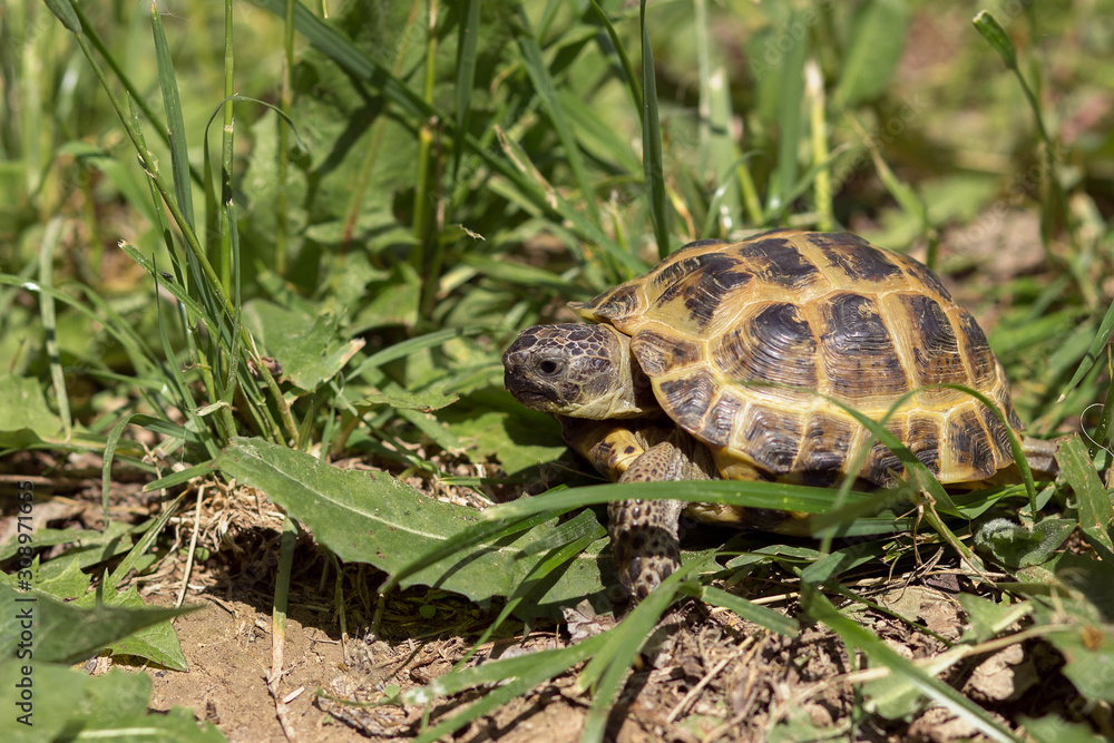 Central Asian tortoise creeping in the green grass. Central Asian tortoise creeping in the green grass.