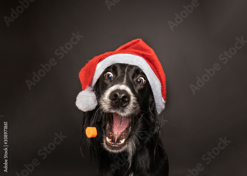 Black dog wearing a santa hat catching a treat. 