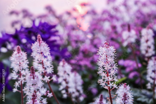 Fototapeta Naklejka Na Ścianę i Meble -  Spring white flowers with field violet flowers background.