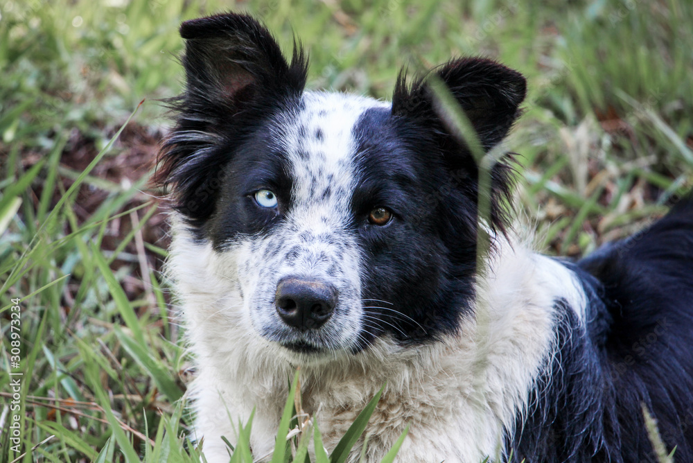 Fototapeta premium Dog