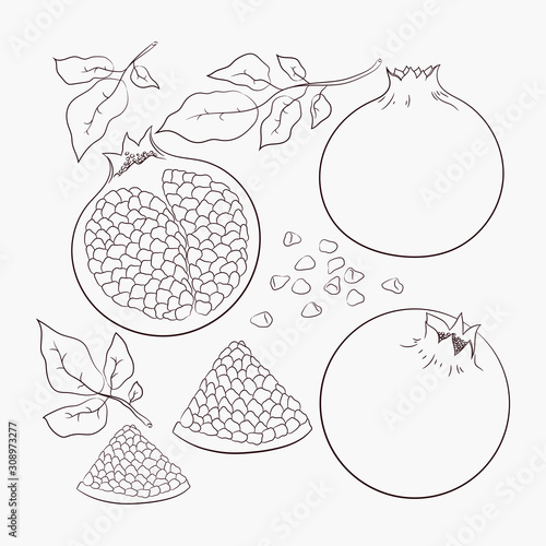 sketch vector. coloring. Garnet. organic food. diet foods. vegetarianism and raw food diet