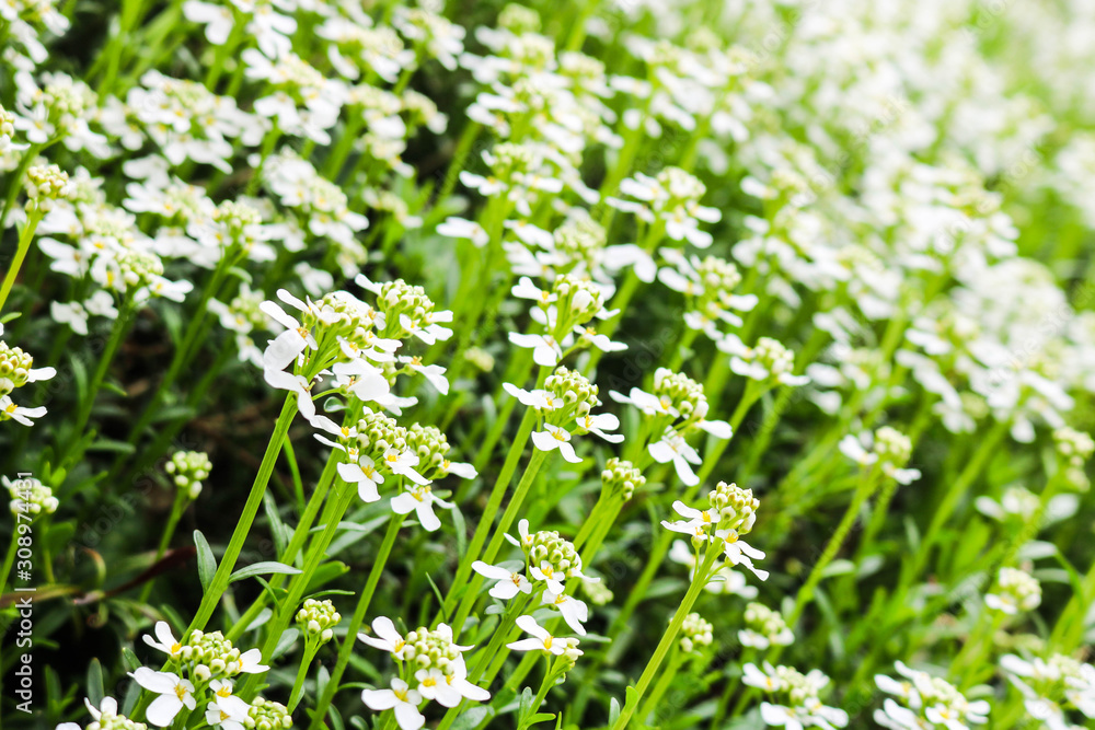Field white chamomile in the nature Field white chamomile in the nature