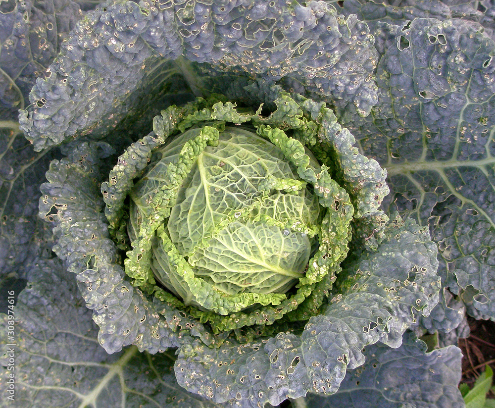 Kohl Stock Photo Adobe Stock Kohl Stock Photo Adobe Stock