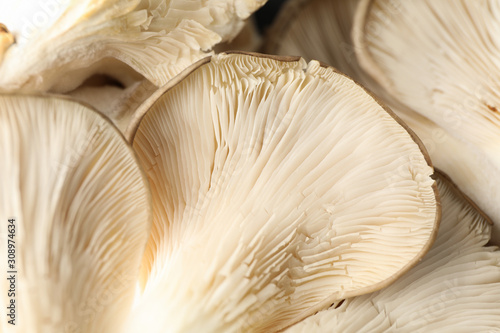 Raw fresh oyster mushrooms textured background, close up