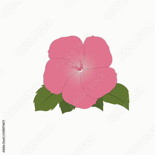 Pink flowers on inflorescences with leaves In the white background.