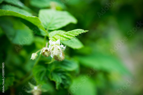 Blackberry bush with unripe berries in the garden. Selective focus.