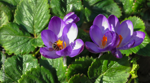 Close-up of purple Ruby    Giant crocus on sunny spring day. One bee collects pollen in crocus. Flowers grew among strawberry leaves.