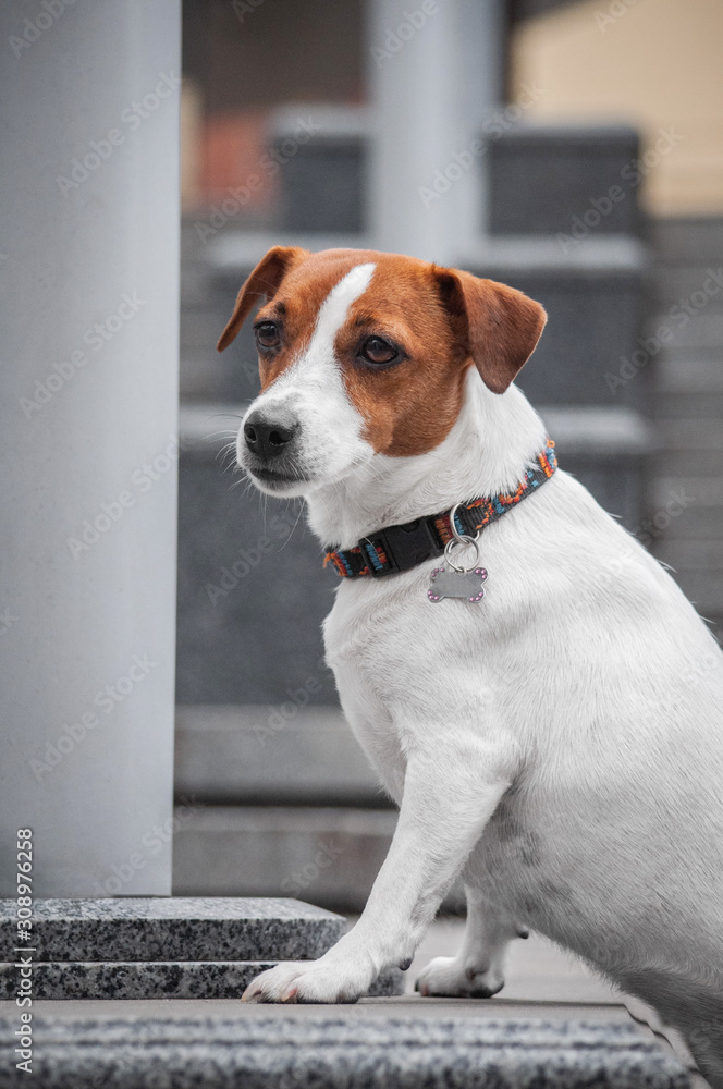 cute red dog jack russell terrier is standing on the grey stairs